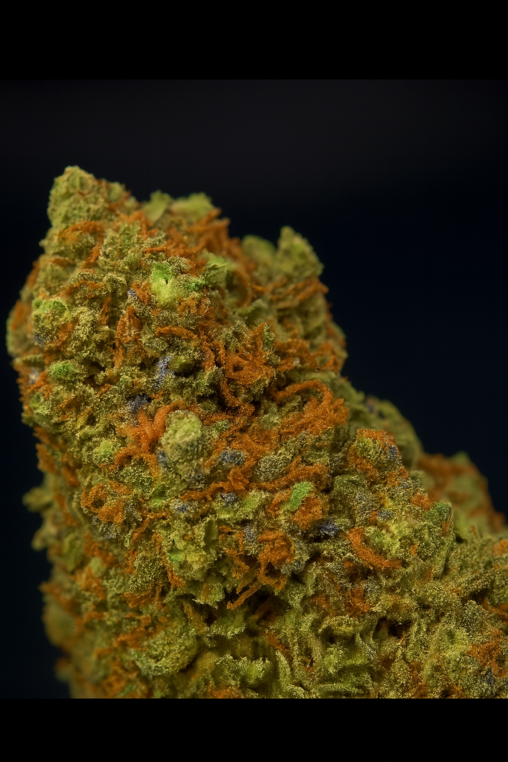 ORANGE BUD