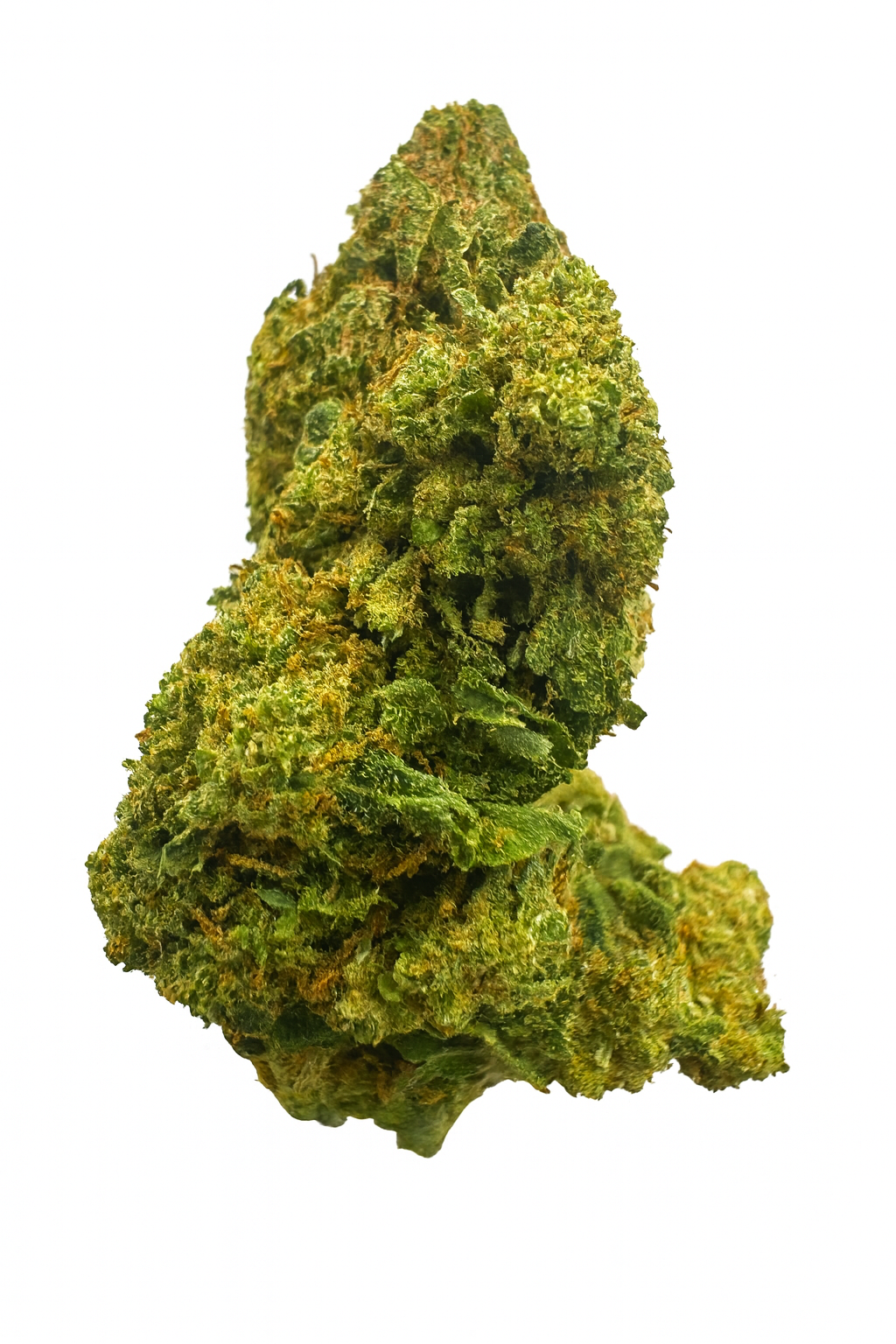 ORANGE BUD