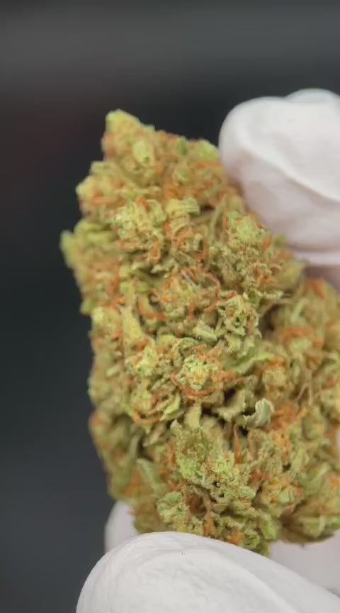 ORANGE BUD